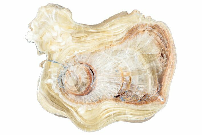 Polished Aragonite Stalactite Slice - Morocco #288649